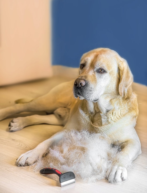 Do Labs Shed? A Complete Guide to Labrador Shedding